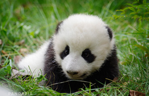 24 pandapia.jpg